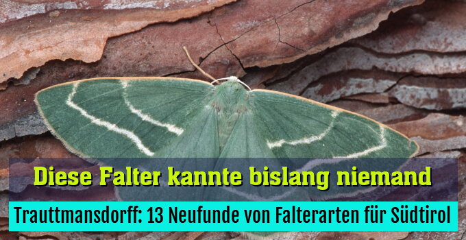 Trauttmansdorff: 13 Neufunde von Falterarten für Südtirol