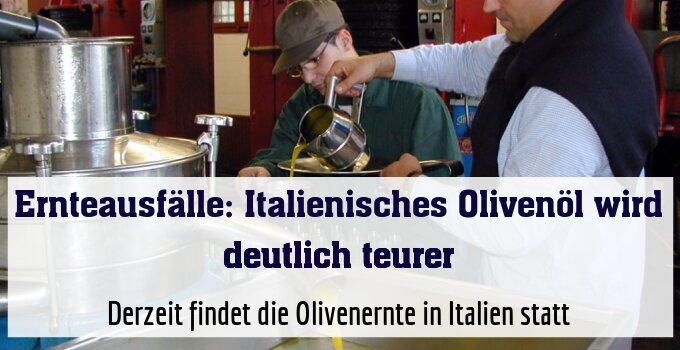 Derzeit findet die Olivenernte in Italien statt