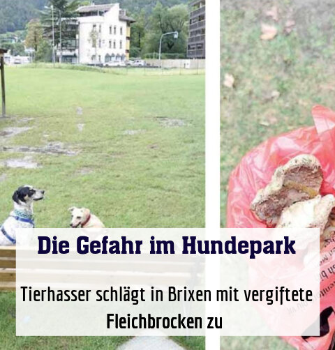 Tierhasser schlägt in Brixen mit vergiftete Fleichbrocken zu 