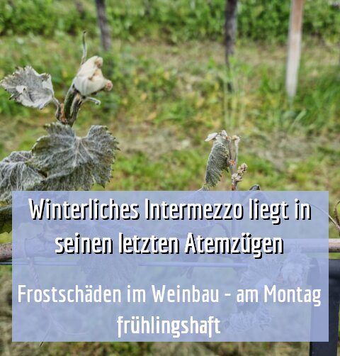 Frostschäden im Weinbau - am Montag frühlingshaft