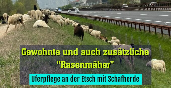 Uferpflege an der Etsch mit Schafherde