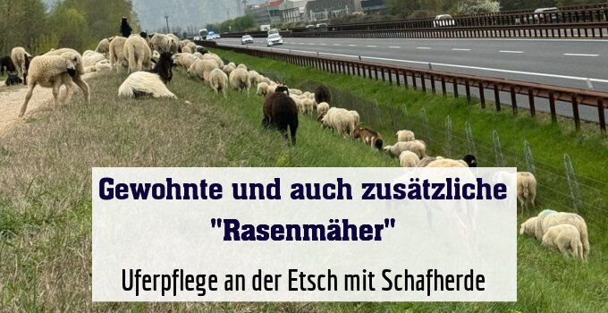 Uferpflege an der Etsch mit Schafherde