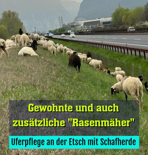 Uferpflege an der Etsch mit Schafherde