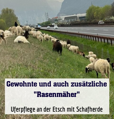 Uferpflege an der Etsch mit Schafherde