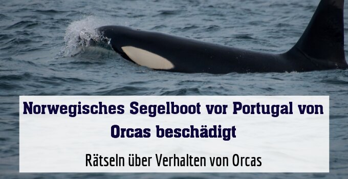 Rätseln über Verhalten von Orcas (Symbolbild)