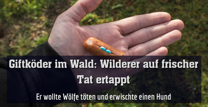 Er wollte Wölfe töten und erwischte einen Hund