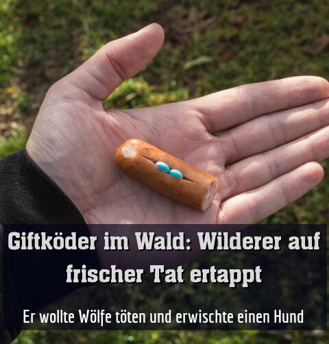 Er wollte Wölfe töten und erwischte einen Hund