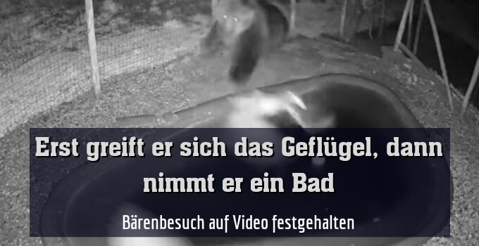 Bärenbesuch auf Video festgehalten