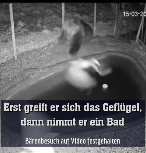 Bärenbesuch auf Video festgehalten