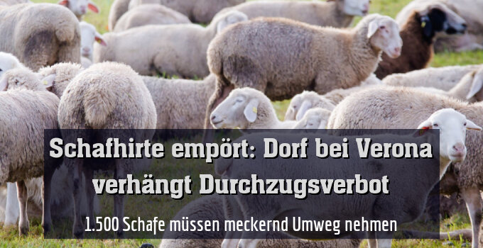 1.500 Schafe müssen meckernd Umweg nehmen