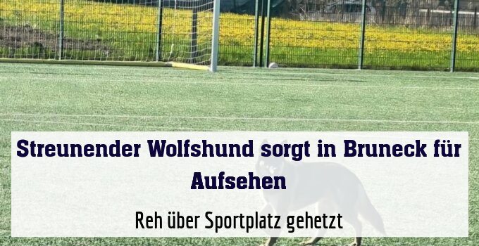 Reh über Sportplatz gehetzt