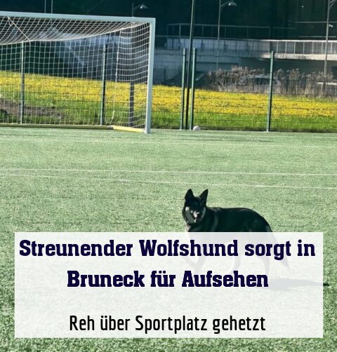 Reh über Sportplatz gehetzt
