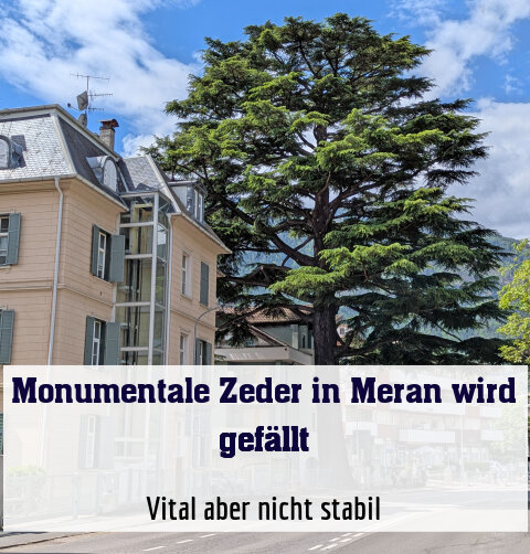 Vital aber nicht stabil