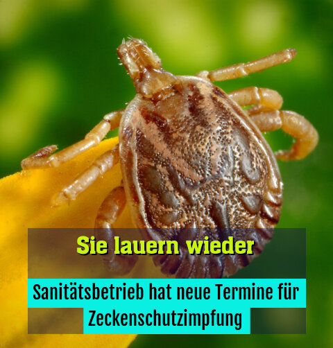 Sanitätsbetrieb hat neue Termine für Zeckenschutzimpfung