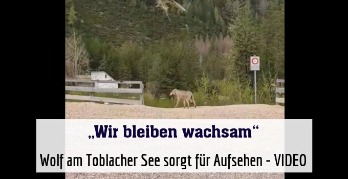 Wolf am Toblacher See sorgt für Aufsehen - VIDEO