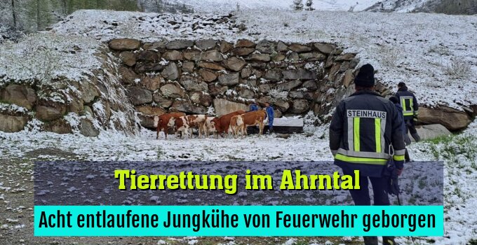 Acht entlaufene Jungkühe von Feuerwehr geborgen