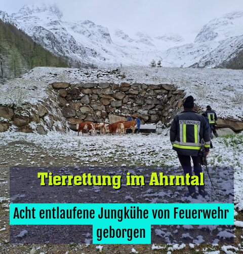 Acht entlaufene Jungkühe von Feuerwehr geborgen