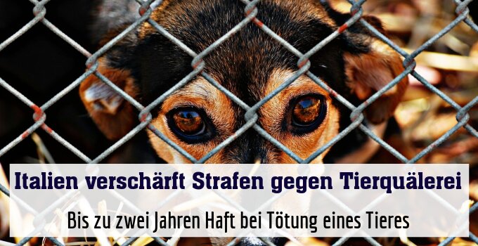Bis zu zwei Jahren Haft bei Tötung eines Tieres