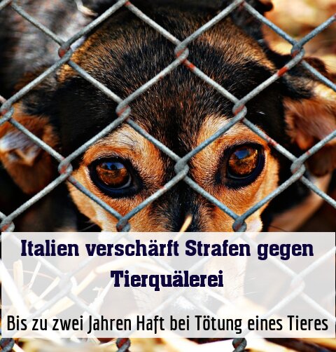 Bis zu zwei Jahren Haft bei Tötung eines Tieres
