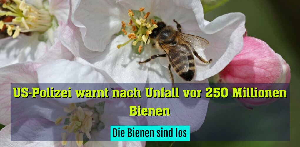 Die Bienen sind los