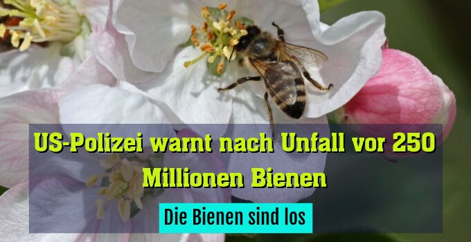 Die Bienen sind los