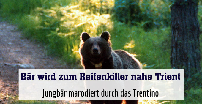 Jungbär marodiert durch das Trentino