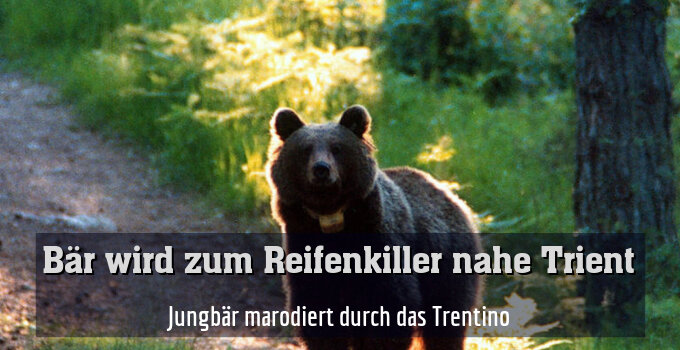 Jungbär marodiert durch das Trentino