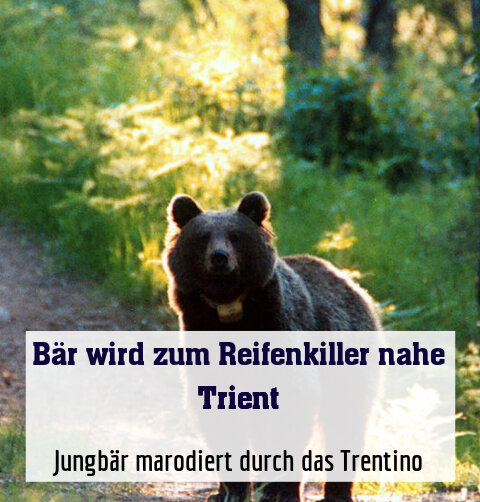Jungbär marodiert durch das Trentino