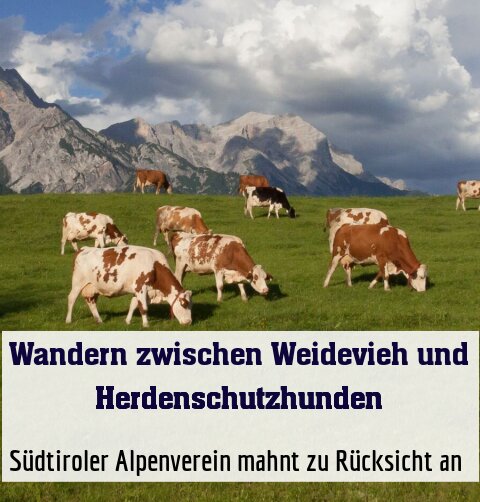 Südtiroler Alpenverein mahnt zu Rücksicht an 