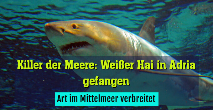 Art im Mittelmeer verbreitet