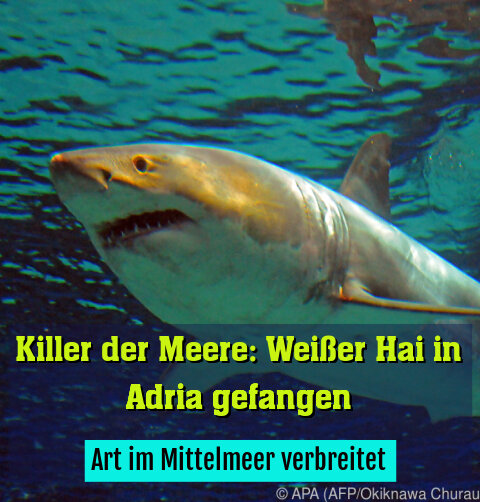 Art im Mittelmeer verbreitet
