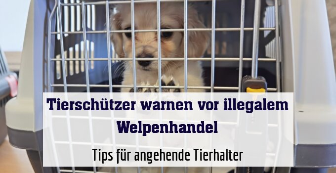 Tips für angehende Tierhalter