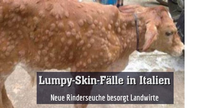 Neue Rinderseuche besorgt Landwirte