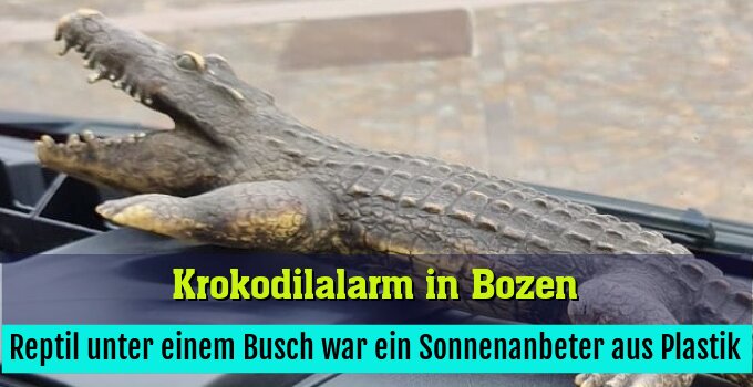 Reptil unter einem Busch war ein Sonnenanbeter aus Plastik
