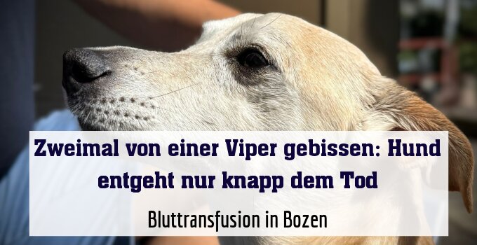 Bluttransfusion in Bozen