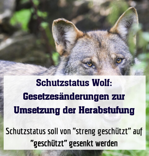 Schutzstatus soll von "streng geschützt" auf "geschützt" gesenkt werden
