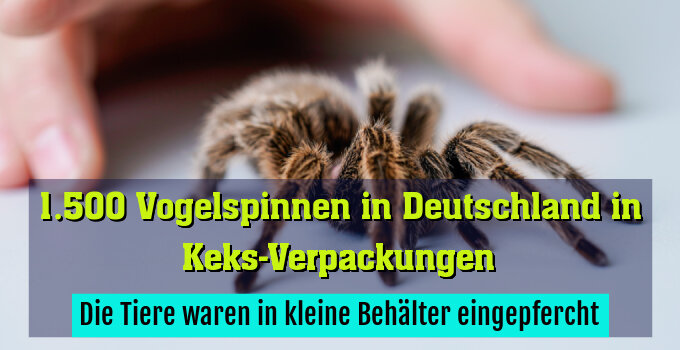 Die Tiere waren in kleine Behälter eingepfercht