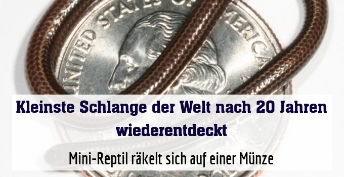 Mini-Reptil räkelt sich auf einer Münze