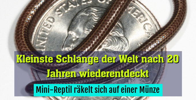 Mini-Reptil räkelt sich auf einer Münze