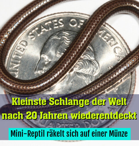 Mini-Reptil räkelt sich auf einer Münze