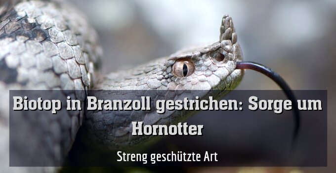 Streng geschützte Art