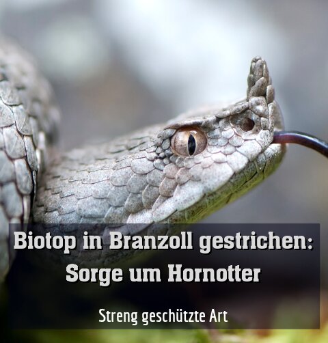 Streng geschützte Art