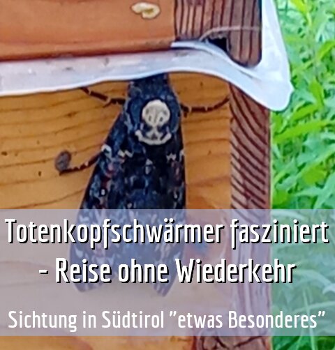 Sichtung in Südtirol "etwas Besonderes"
