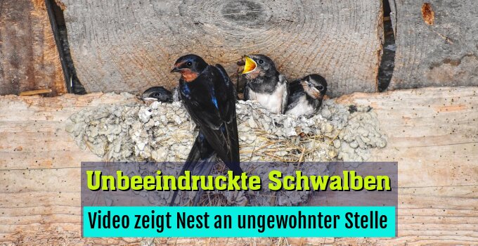 Video zeigt Nest an ungewohnter Stelle