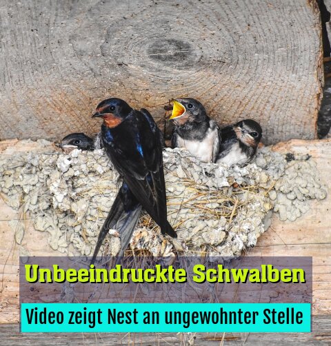 Video zeigt Nest an ungewohnter Stelle