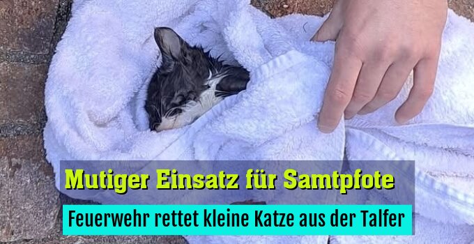 Feuerwehr rettet kleine Katze aus der Talfer