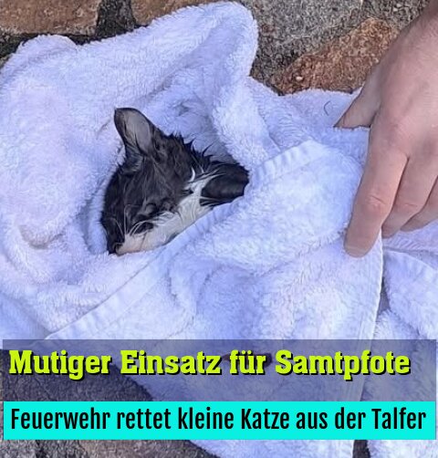 Feuerwehr rettet kleine Katze aus der Talfer