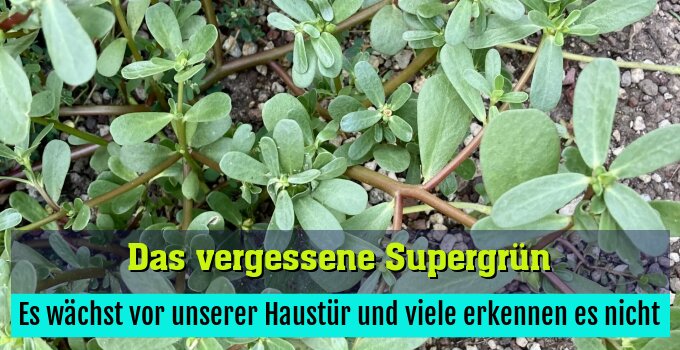 Es wächst vor unserer Haustür und viele erkennen es nicht