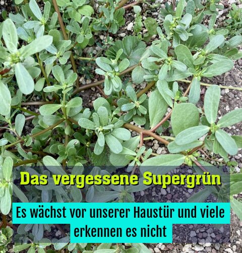 Es wächst vor unserer Haustür und viele erkennen es nicht