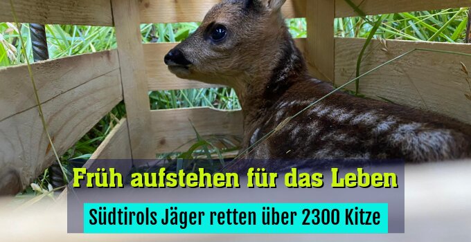 Südtirols Jäger retten über 2300 Kitze